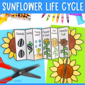Life cycle of a sunflower foldable kids' craft | A4 and 11x8.5 inch | Digital Download | Science | Cut and paste