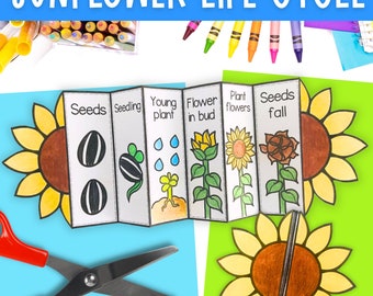 Life cycle of a sunflower foldable kids' craft | A4 and 11x8.5 inch | Digital Download | Science | Cut and paste