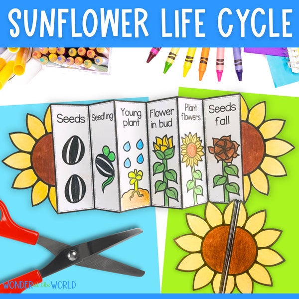 Life cycle of a sunflower foldable kids' craft | A4 and 11x8.5 inch | Digital Download | Science | Cut and paste