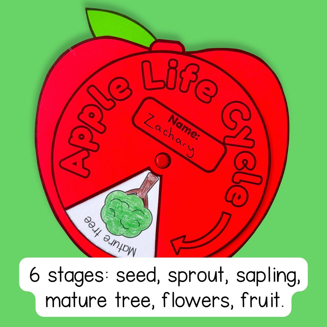Life Cycle of an Apple Tree Spinner Wheel Sequencing Activity Fall ...