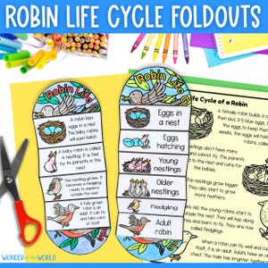 American robin bird life cycle foldable sequencing activity spring cut and paste for science lesson PDF