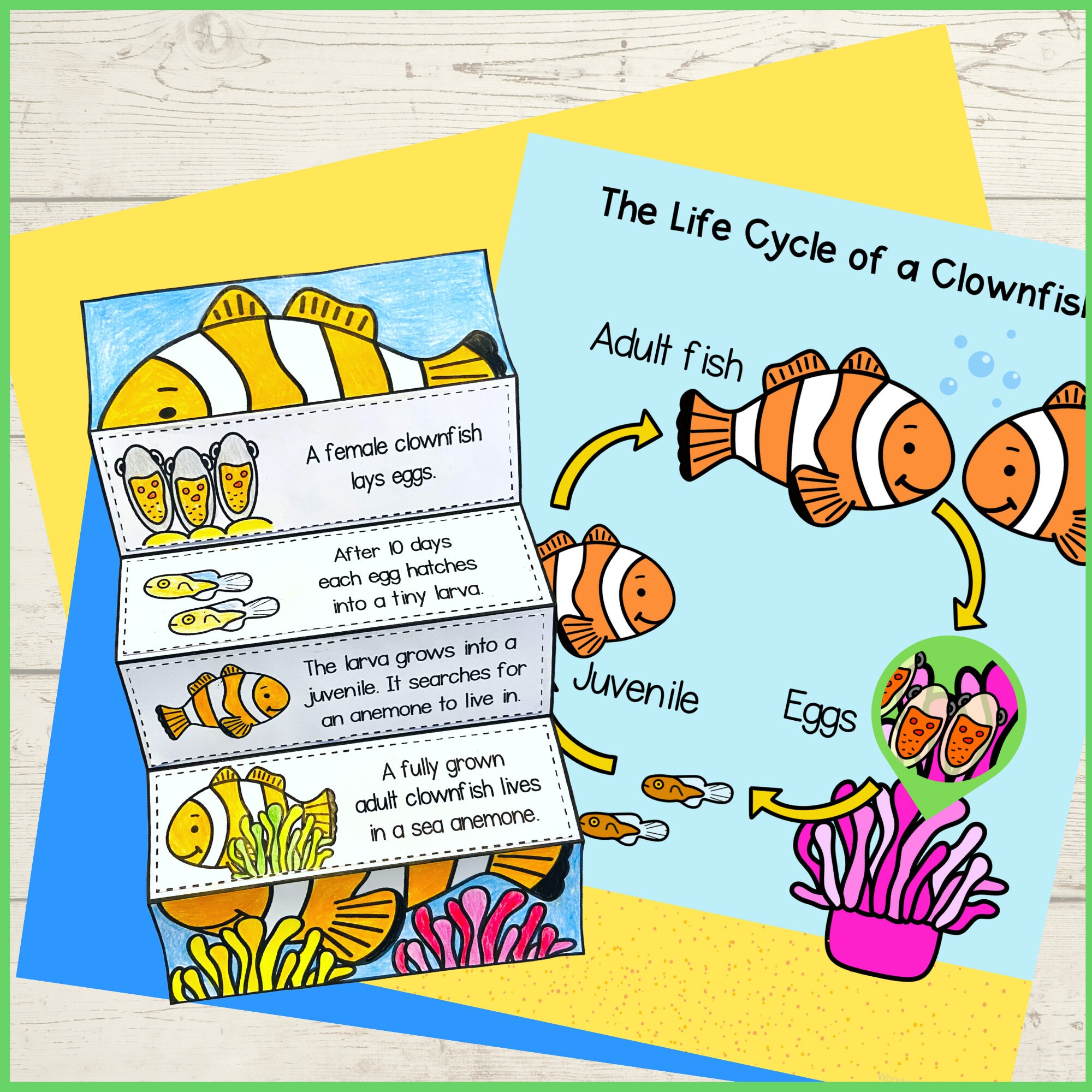 Ocean animal life cycle foldable science craft activities for kids ...