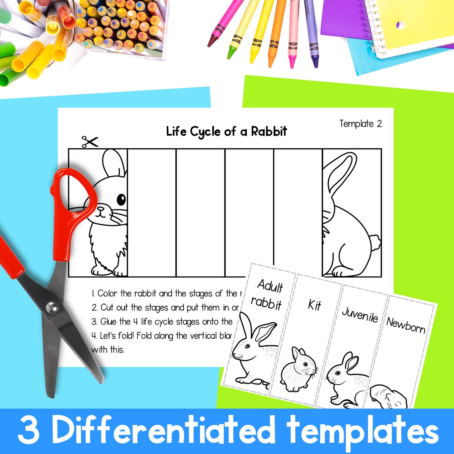 Bouncing Rabbit Sequence Life Cycle of a Rabbit Foldable Sequencing Activity Cut and Paste ...