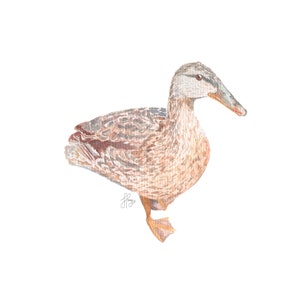 Mallard Duck - DOWNLOAD - Watercolour Illustration