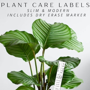 House Plant Care Tags | Plant Lover Gift Plant Tags Home Organization