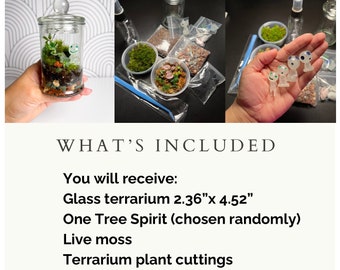 Terrarium Kit DIY Glow in the Dark Mini Terrarium Plant Lover Gift Live Moss Terrarium Plant Cuttings Zen Garden