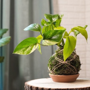 Kokedama Moss Ball Custom Made Gift for Her Plant Lover Gift Boho Decor Modern Feng shui Decor Unique Gift for Nature Lovers Zen Garden