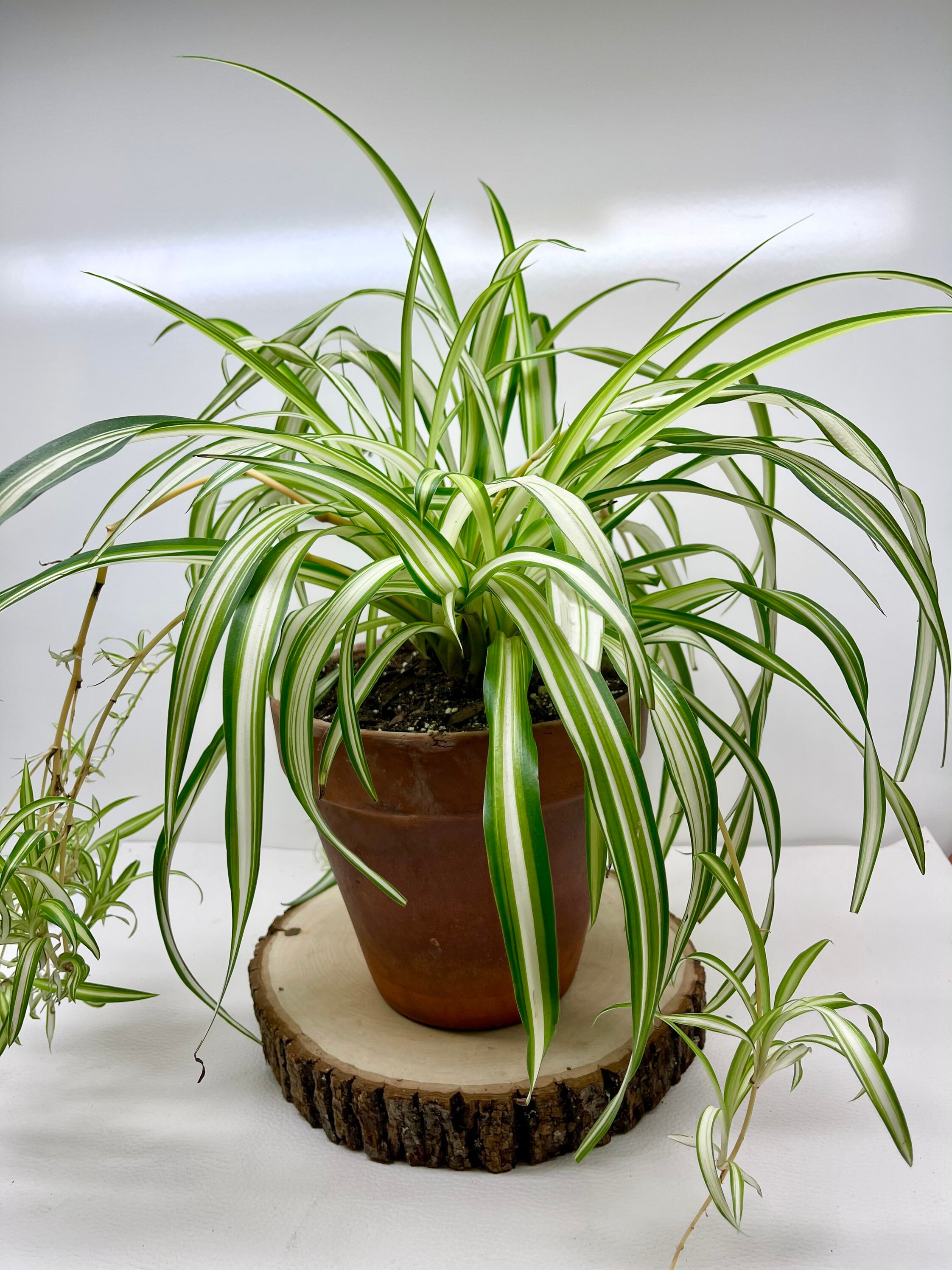 Rooted Spider Plant Baby Air Purifier Etsy