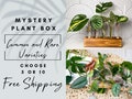 Plant Box Cuttings for propagation station ZZ Plant Philodendron Snake Plant Pothos Hoya Monstera Tradescantia Houseplant Gift