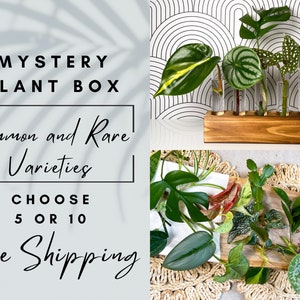Plant Cutting Bundle for Propagation Beginner Plants and Advance Rooting Instructions Starter Plants No Repeats Houseplant Lover Plant Gift