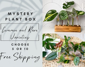 Mystery Plant Box Cuttings for propagation station ZZ Plant Philodendron Snake Plant Pothos Hoya Monstera Tradescantia Houseplant Gift