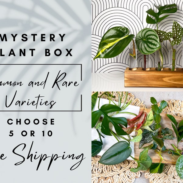 Mystery Plant Box Cuttings for propagation station ZZ Plant Philodendron Snake Plant Pothos Hoya Monstera Tradescantia Houseplant Gift