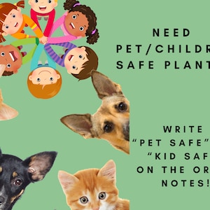 Pu&ograve; includere: Uno sfondo verde con un gruppo di bambini che si tengono per mano in cerchio. Un gatto e un cane spuntano dai lati. Il testo "NEED PET/CHILDREN SAFE PLANTS? WRITE "PET SAFE" OR "KID SAFE" ON THE ORDER NOTES!" &egrave; sul lato destro dell'immagine.