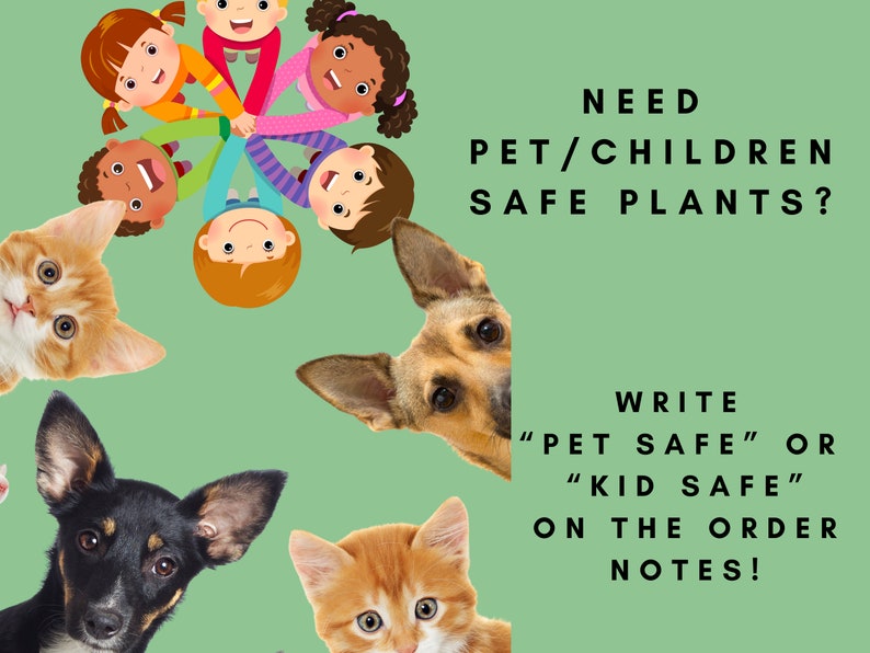 Pu&ograve; includere: Uno sfondo verde con un gruppo di bambini che si tengono per mano in cerchio. Un gatto e un cane spuntano dai lati. Il testo "NEED PET/CHILDREN SAFE PLANTS? WRITE "PET SAFE" OR "KID SAFE" ON THE ORDER NOTES!" &egrave; sul lato destro dell'immagine.