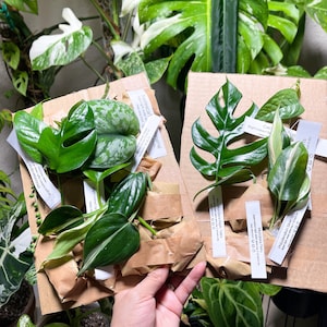 Pu&ograve; includere: Due scatole di cartone marrone con materiale di imballaggio in carta marrone all'interno. Le scatole contengono diversi tipi di piante, tra cui una Monstera Peru, una Monstera Raph Tetra, una Philodendron Silver Stripe e una Tradescantia. Le scatole sono etichettate con i nomi delle piante e i loro prezzi.