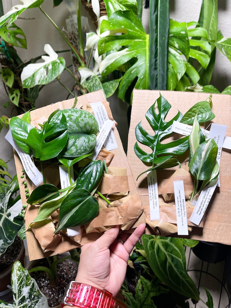 Pu&ograve; includere: Due scatole di cartone marrone con materiale di imballaggio in carta marrone all'interno. Le scatole contengono diversi tipi di piante, tra cui una Monstera Peru, una Monstera Raph Tetra, una Philodendron Silver Stripe e una Tradescantia. Le scatole sono etichettate con i nomi delle piante e i loro prezzi.