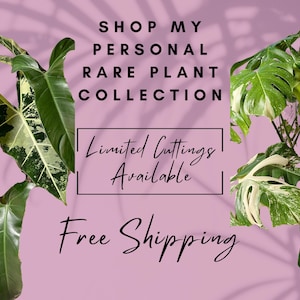 Rare Plant Cuttings Monstera Albo Philodendron Hoya Syngonium Alocasia Unrooted Variegated Uncommon House Plants Cuttings for Propagation
