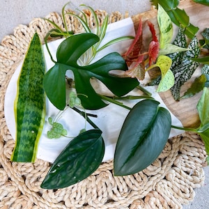 Pu&ograve; includere: Una variet&agrave; di piante da interno su una superficie bianca con un tappetino in fibra naturale sottostante. Le piante includono una pianta serpente, una monstera, un filodendro e un pothos.