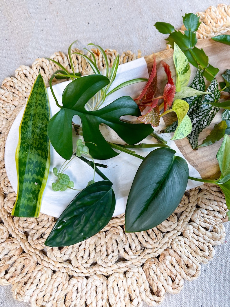 Pu&ograve; includere: Una variet&agrave; di piante da interno su una superficie bianca con un tappetino in fibra naturale sottostante. Le piante includono una pianta serpente, una monstera, un filodendro e un pothos.