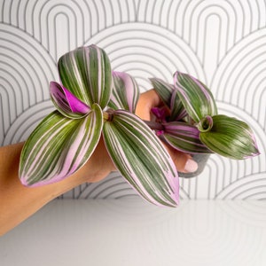 Pink Tradescantia in 3” pot Lilac and Pink Variegated Pink Wandering Plant Trailing Plant Easy to Grow, Indoor/Outdoor Plant, Fast Growing
