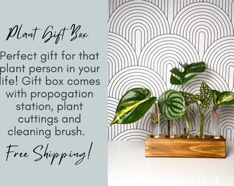 Plant Propagation kit gift box for plant lover includes mystery plant cuttings for birthday, housewarming, anniversary or any occasion