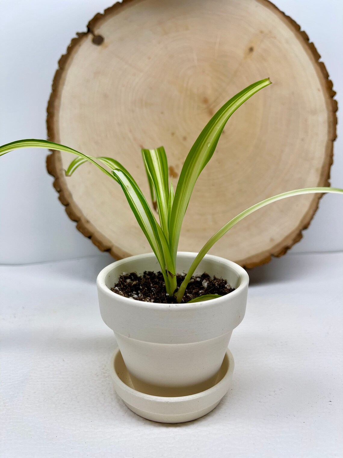 Rooted Spider Plant Baby Air Purifier Etsy