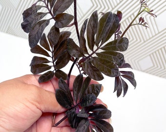 Solanum uleanum Cuttings, Rare Terrarium Plant, Purple Vining Plant, Fast Growing