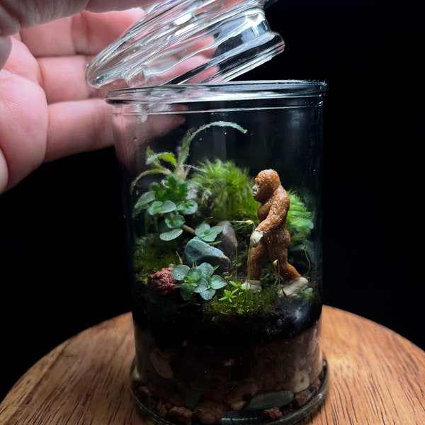 Terrarium Kit Sasquatch Bigfoot, Mini Terrarium with live moss, terrarium plants, zen garden diy kit terrarium gift