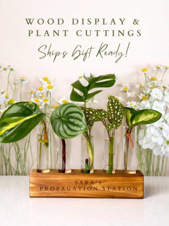 Personalized Birthday Box Plant Propagation Birthflower Gifts Custom Gift For Her Birthday Engraved Anniversary Gift for Women Plant Gift