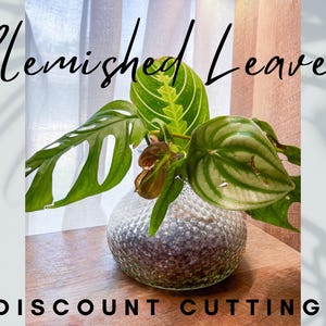 Plant Cuttings Discounted Bundle of Blemished House Plant Cuttings on a Budget for Propagation No Roots