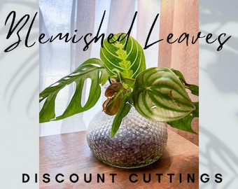 Plant Cuttings Discounted Bundle of Blemished House Plant Cuttings on a Budget for Propagation No Roots