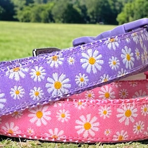 Spring Daisies Dog Collar