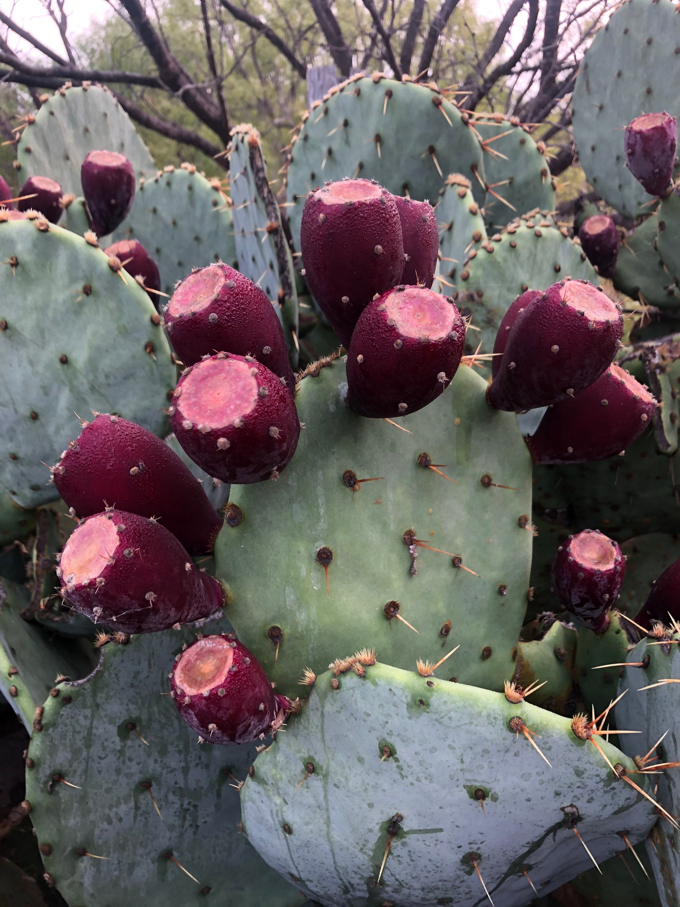 Prickly Pear Pancake/waffle Syrup 8 Oz Jar Etsy