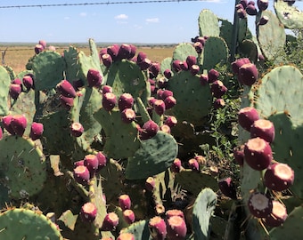 Texasfikonkaktusfrön - Opuntia Engelmannii, 20 frön