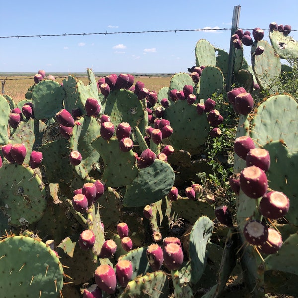 Texas Prickly Pear Seeds - Opuntia Engelmannii, 20 seeds