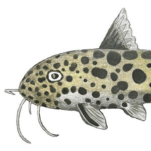 Synodontis Cuckoo Catfish Cichlid Fish Original Art Canvas Print 20x10