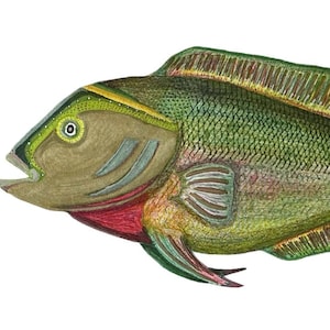 Ruby Green Cichlid Fish Original Art Canvas Print 20x10