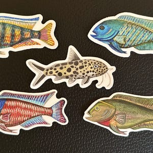 Aquarium Sticker Collection - Cichlids