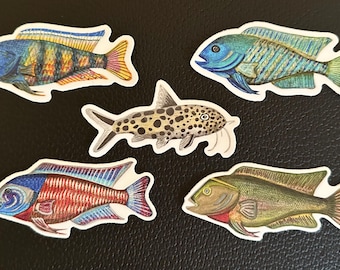 Aquarium Sticker Collection - Cichlids