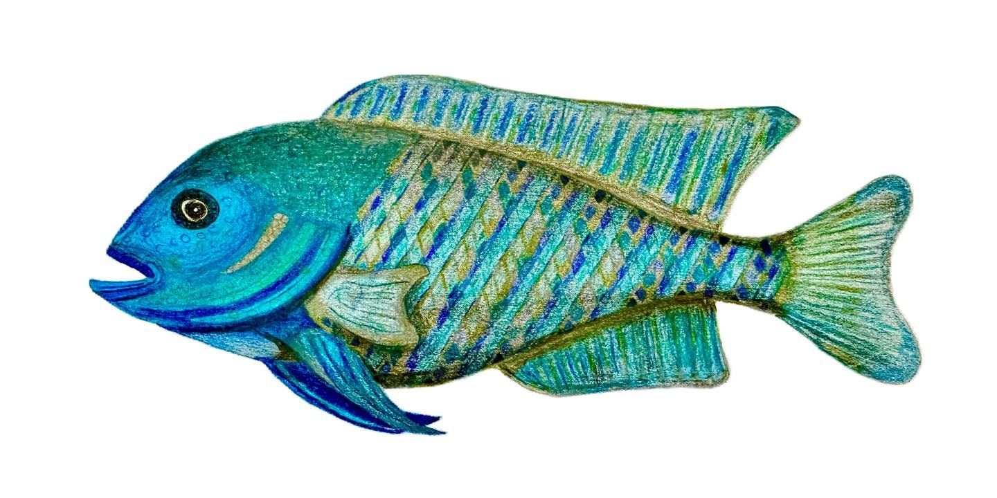 Blue Peacock Cichlid Fish Original Art Canvas Print 20x10