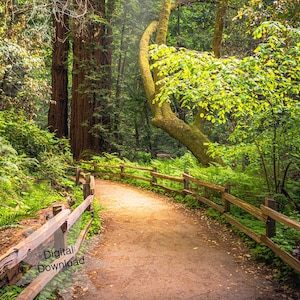 A Sunny Path in Muir Woods, Nature Photography, Photo, Digital Download
