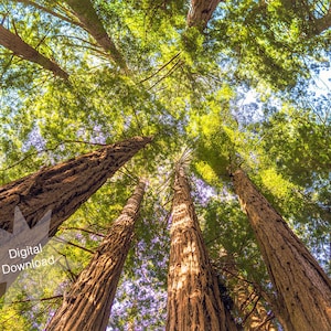 Muir Woods Redwood Tree Tops, Nature Photography, Photo, Digital Download