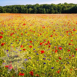 Poppy Field, Flower Photography, Nature Photography, Photo, Digital Download