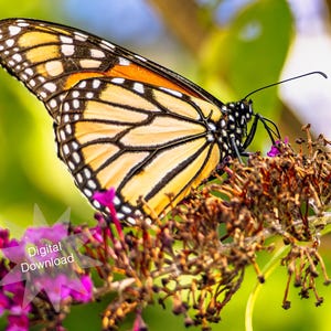 Monarch Butterfly, Butterfly Photography, Macro Photography, Nature Photography, Photo, Digital Download