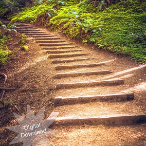 Muir Woods Stairs, Nature Photography, Photo, Digital Download