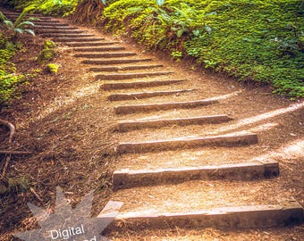 Muir Woods Stairs, Nature Photography, Photo, Digital Download
