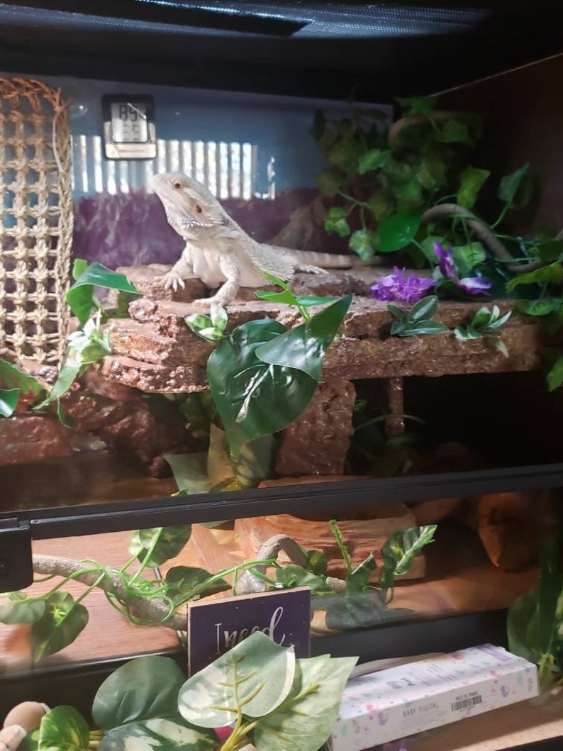 Bearded Dragon Basking Platform/Basking Spot/Reptile Decor Etsy
