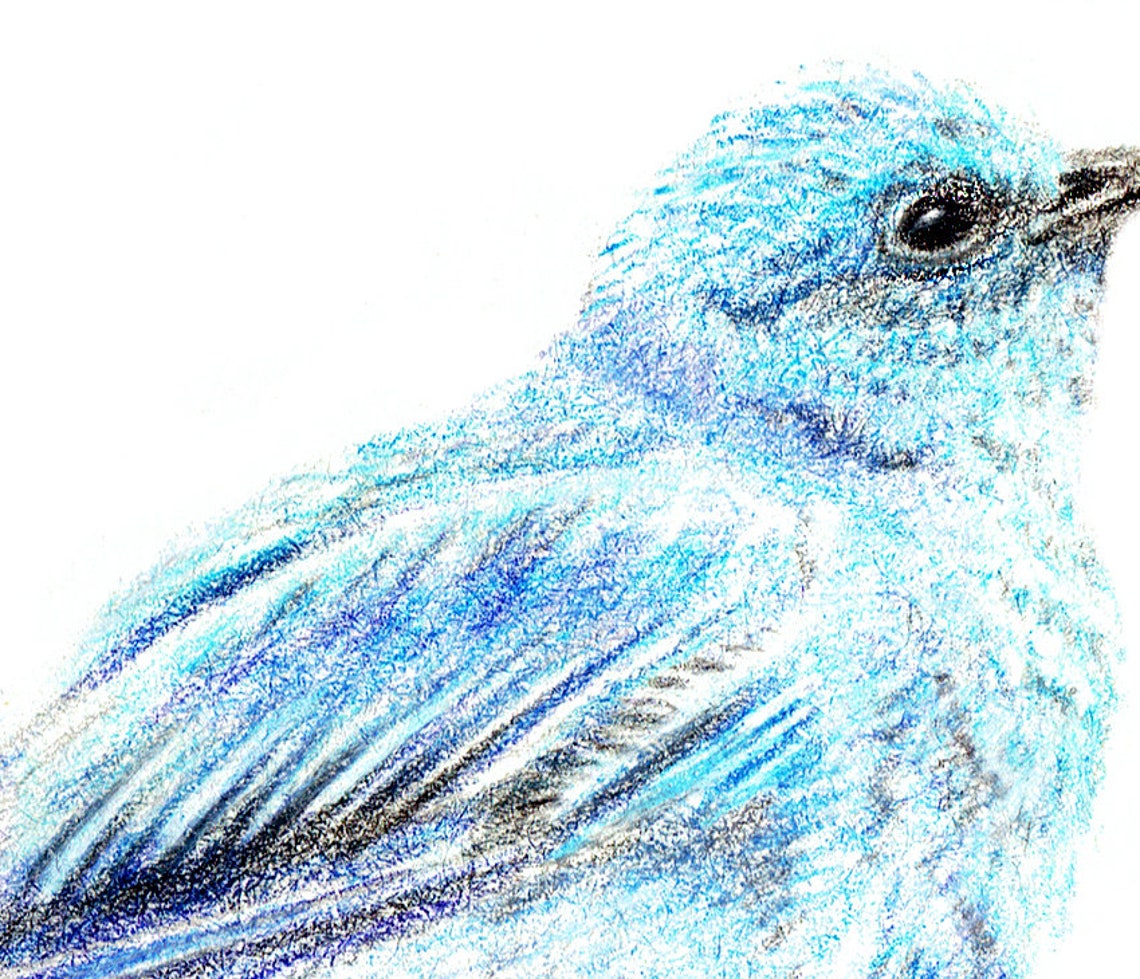 Mountain Bluebird Illustration Print (home Decor, Bird Print, Animal ...