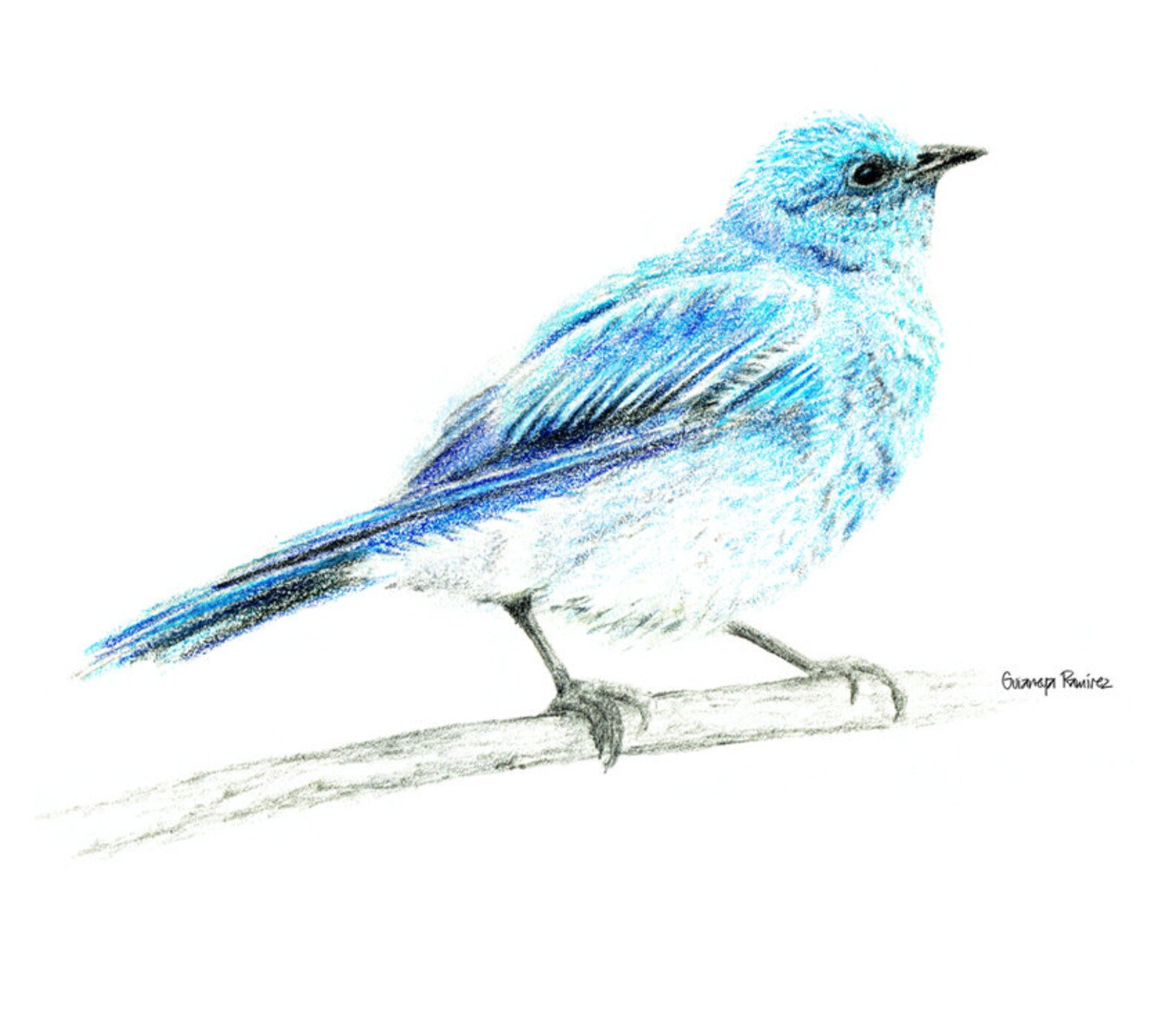 Mountain Bluebird Illustration Print (home Decor, Bird Print, Animal ...