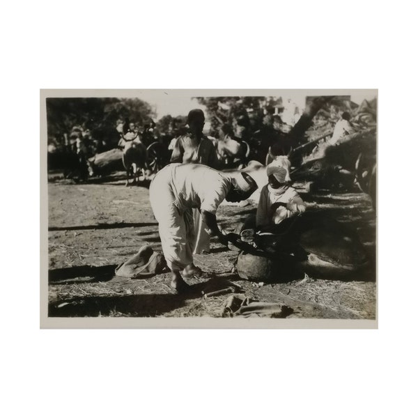 Black and White Photo Cow Hoof Trimming, India 1940s Original Photo, Old Photo, Vernacular Photography, found photo